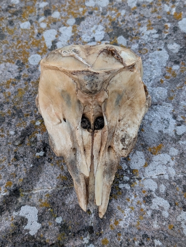 Atlantic Harbour Porpoise
