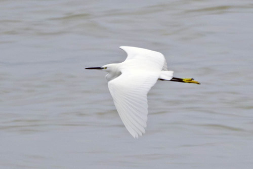 iNaturalist image