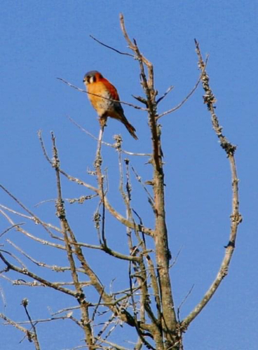 American Kestrel