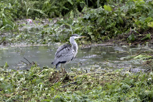 iNaturalist image