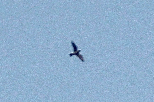 Common Nighthawk