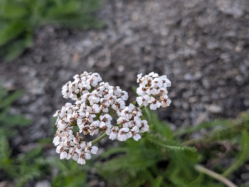common yarrow