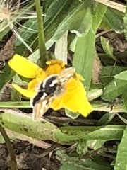 Heliothodes diminutiva