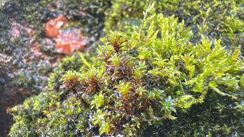 Star Moss