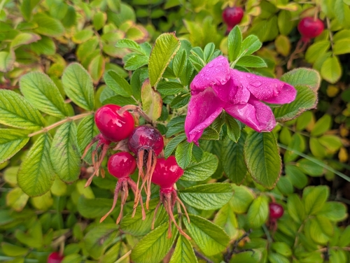 rugosa rose