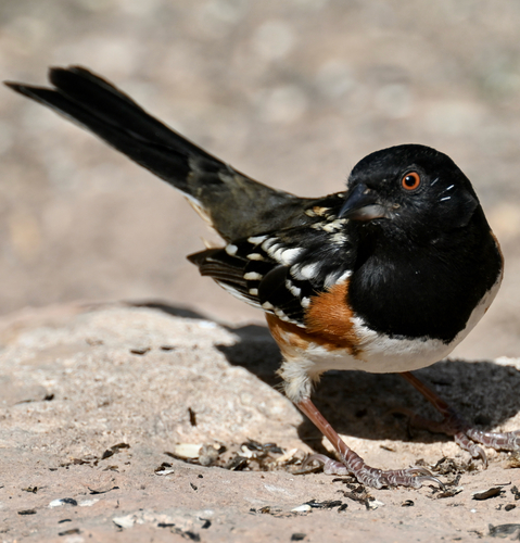 Spotted Towhee