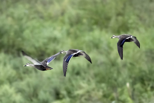 iNaturalist image