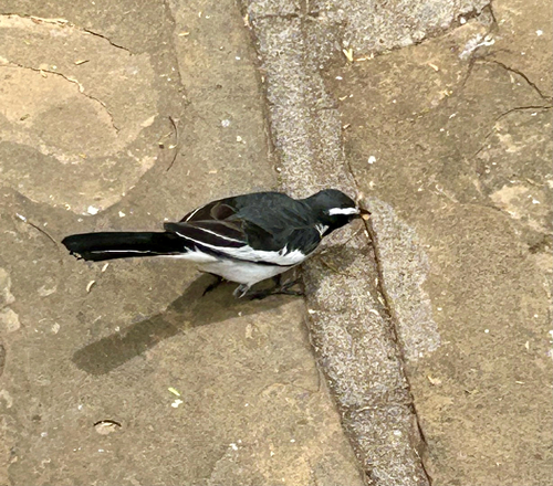 iNaturalist image