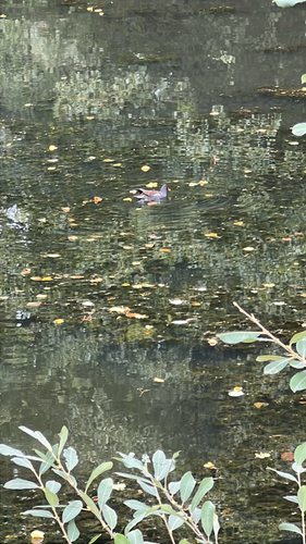 iNaturalist image