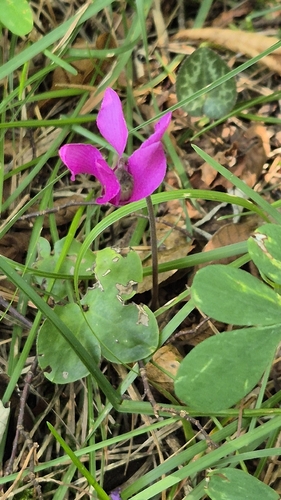 European Cyclamen