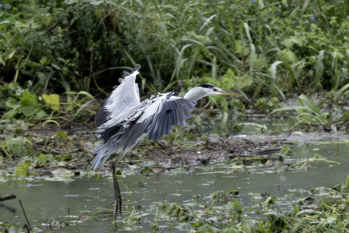 iNaturalist image