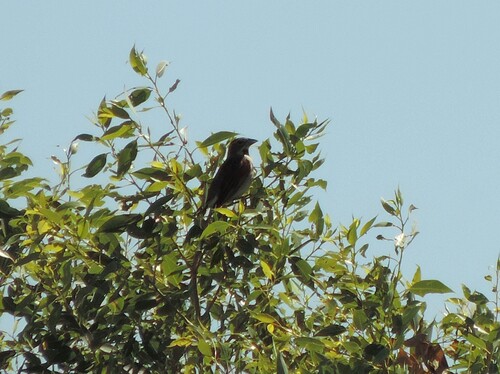 Dickcissel