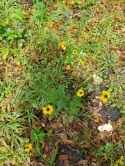 Coreopsis floridana