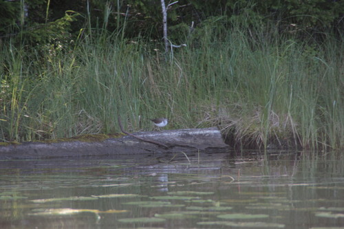 iNaturalist image