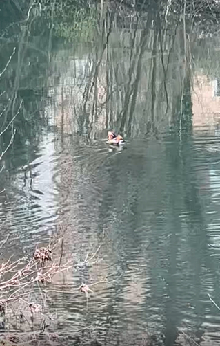 iNaturalist image