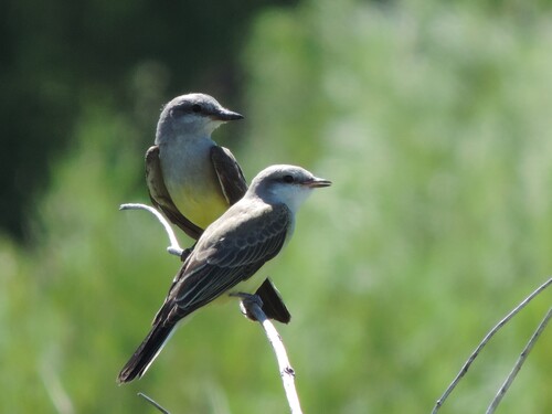 Western Kingbird