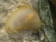 Dendrodoris krebsii