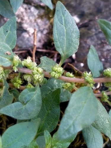 pellitory-of-the-wall