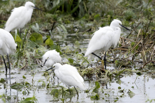 iNaturalist image