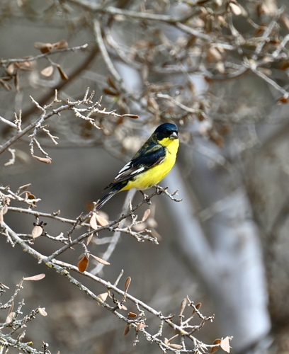 Lesser Goldfinch