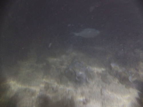 Kuhlia xenura observed 2026-09-09