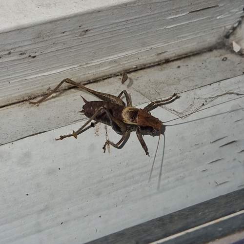 Dark Bush-cricket