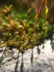 Anacamptodon splachnoides