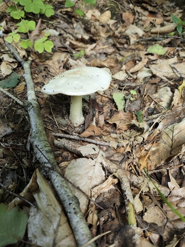 Dove-colored Tricholoma