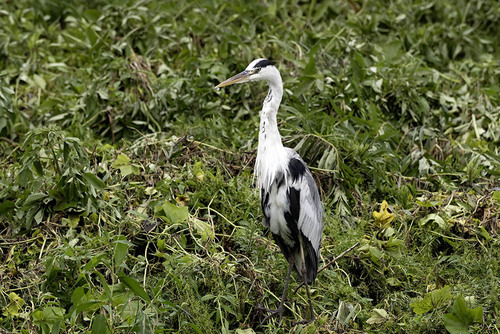iNaturalist image