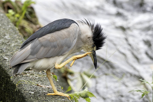 iNaturalist image