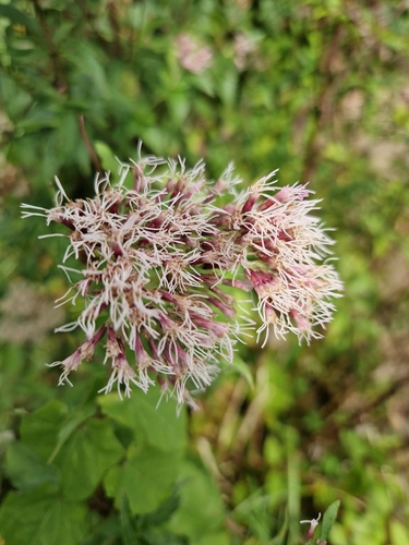 hemp agrimony