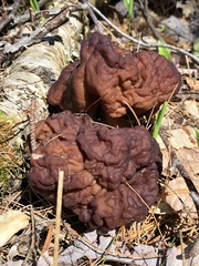 Gyromitra