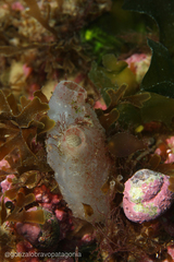 Ascidiella aspersa