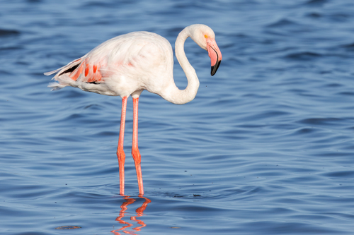 iNaturalist image