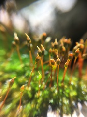 Anacamptodon splachnoides