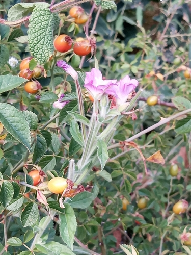 Great Willowherb