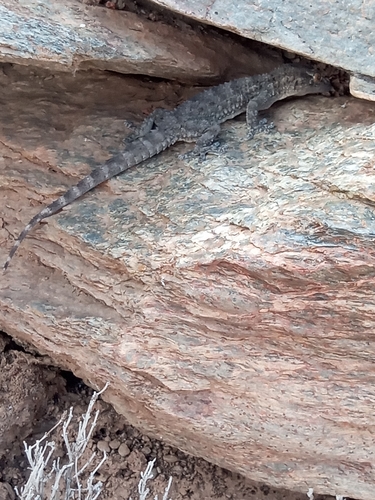 Moorish Gecko
