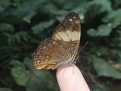 Adelpha leucophthalma