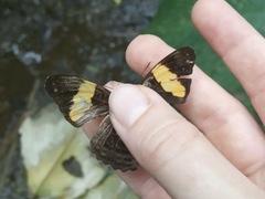 Adelpha leucophthalma