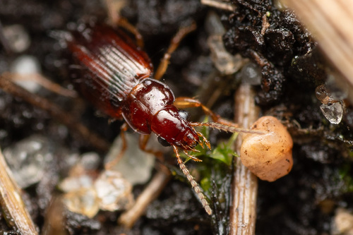 European Harp Ground Beetle