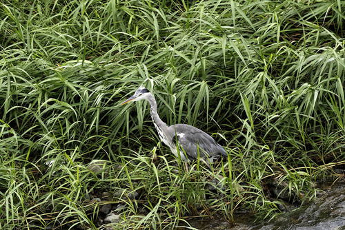 iNaturalist image
