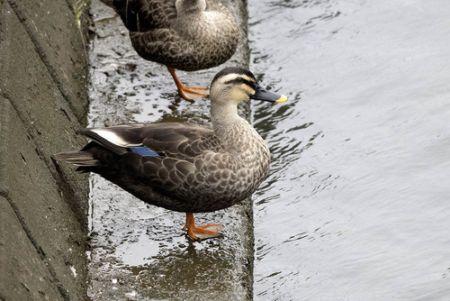 iNaturalist image