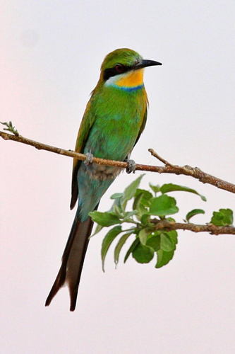 Swallow-tailed Bee-eater