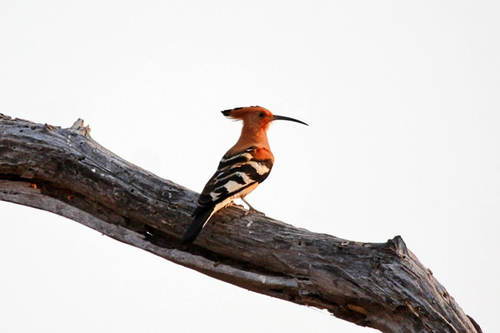 African Hoopoe