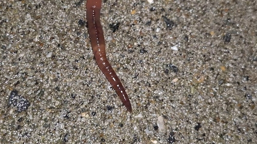Octolasion tyrtaeum observed 2026-09-10