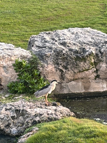 iNaturalist image