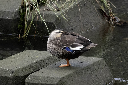 iNaturalist image