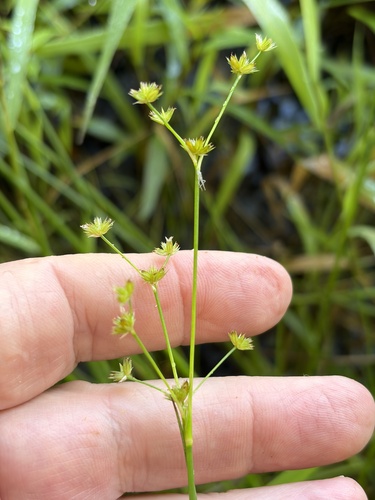 Juncus acuminatus observed 2026-09-07