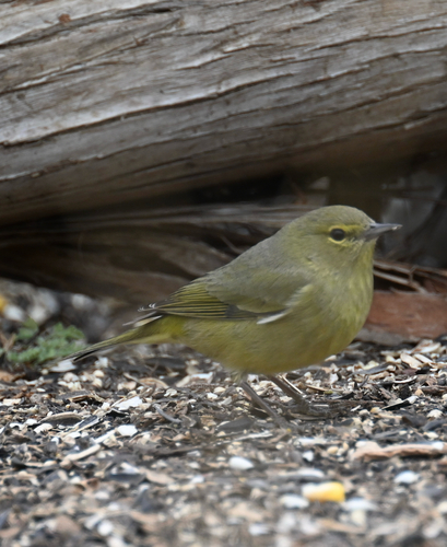 Orange-crowned Warbler
