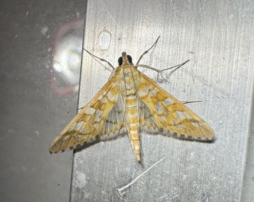 Orange Epipagis Moth